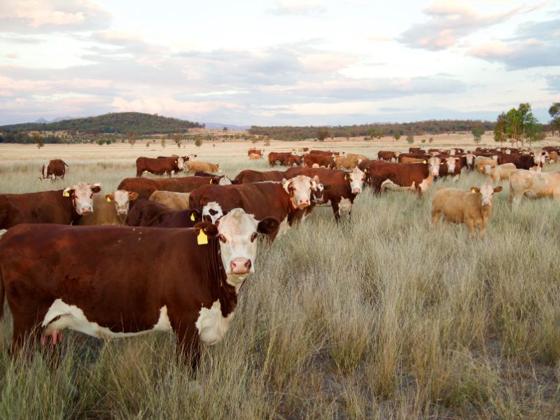 Cows in a grassy field used for making tallow soap